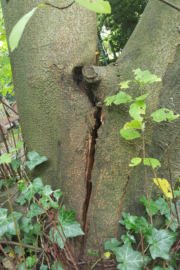 Gutachten3